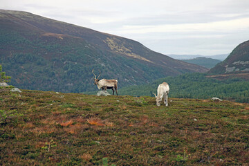 Fototapeta premium Two Reindeer against a backdrop of Cairngorms scenery, Scotland 