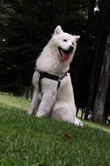 can, cachorro, animal dom&eacute;stico, canino, lomito. Raza: linaje, variedad, tipo, ascendencia, estirpe. Paseo: caminata, recorrido, vuelta, salida, itinerario, paseo recreativo. Salida: escapada, excursi