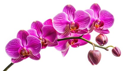 A vibrant pink orchid inflorescence bursts into bloom, a stunning floral close-up against a pure white background.