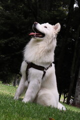 Obraz premium can, cachorro, animal doméstico, canino, lomito. Raza: linaje, variedad, tipo, ascendencia, estirpe. Paseo: caminata, recorrido, vuelta, salida, itinerario, paseo recreativo. Salida: escapada, excursi