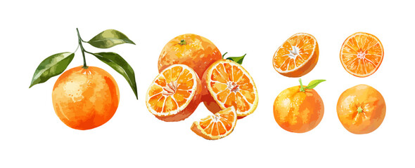 Vintage orange fruit watercolor isolated on white background. Set of healthy food vector illustration