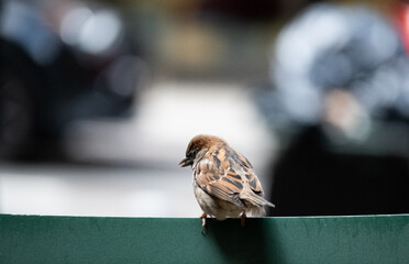 A small brown bird is perched on a green railing