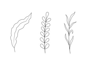 Set of black and white silhouette of seaweed. Ocean plants, underwater flora and fauna. Monochrome outline drawing. Vector illustration. Element for coloring pages, design, cards, packaging, labels