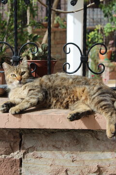 the cat in the garden. relax mode on