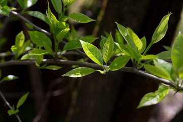 Spring leaves - fresh young spring leaves