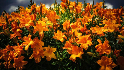 Striking Bold Bright Floral