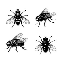 Obraz premium black fly