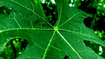 Papaya leaves thrive in tropical environments, particularly in Southeast Asia.