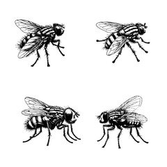 stable fly