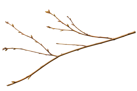 Delicate Bare Branch with Small Buds Against Transparent Backgro