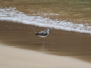 Common Greenshank non breeding adult
