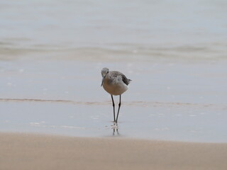 Common Greenshank non breeding adult