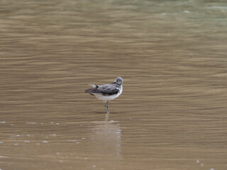Common Greenshank non breeding adult