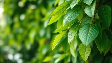 Obraz premium Vibrant Green Foliage with Sunlight Filtering Through the Leaves, a Natural Close-Up of Lush Greenery