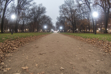 Obraz premium A path in a park with trees and leaves on the ground