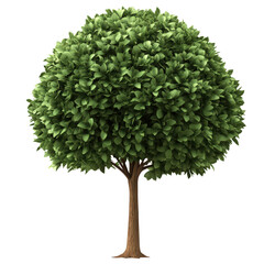 Green tree  isolated on transparent background, PNG