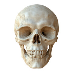 Obraz premium Human skull isolated on transparent background, PNG