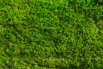 The image shows a close-up view of green moss covering a surface, highlighting its dense, lush texture and vibrant color, which is interesting for studying plant life and ecosystems