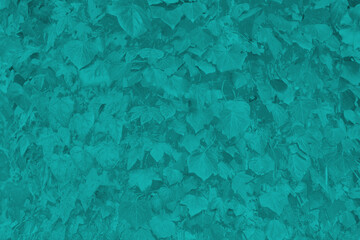 The image shows a dense cluster of teal leaves, forming a uniform and visually striking pattern. The leaves appear to be from a vine, creating a natural, textured overlay.