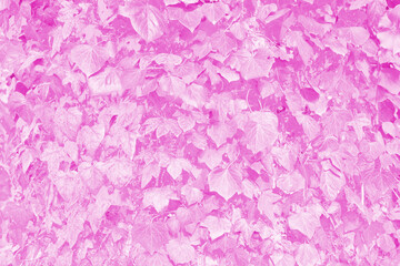 Fototapeta premium A dense cluster of leaves in shades of pink and purple, creating a vibrant and surreal visual effect. The color alteration makes it interesting and visually striking.