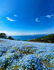 一面に広がるネモフィラの花畑と青空