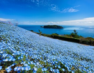 一面に広がるネモフィラの花畑と青空