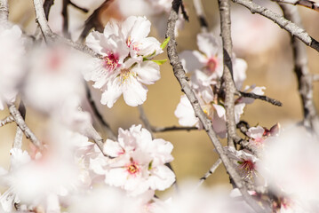 Blurred spring background of delicate blossoming branches of cherry, almond tree . Symbol of the arrival of spring. For a romantic theme in social networks