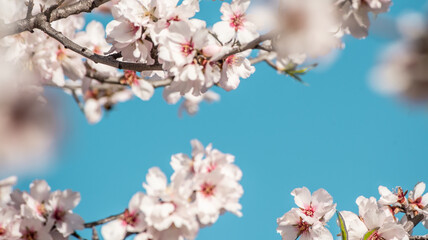 Blurred spring background of delicate blossoming branches of cherry, almond tree against the blue sky. Symbol of the arrival of spring. For a romantic theme in social networks
