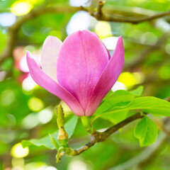 blooming of Pink flowers of Chinese magnolia or saucer, Magnolia x soulangeana, early spring, natural floral pink background, selective focus.