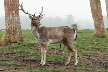 deer in their natural habitat. Photo of a deer grazing in a pasture early on a foggy morning surrounded by tall pine trees. The deer looks intently into the distance.