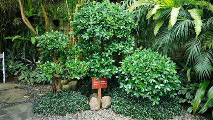 Beautiful Ficus Microcarpa Bonsai Trees in a Lush Green Tropical Garden with Various Exotic Plants and Palm Leaves in the Background Surrounded by Stones and Decorative Foliage