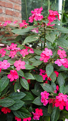 Bright Pink Impatiens Flowers Blooming in a Lush Garden with Green Leaves Against a Rustic Brick Wall Background in a Natural Outdoor Setting with Soft Lighting and Vibrant Floral Colors