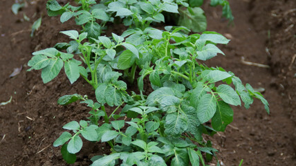 Vibrant Green Potato Plants Growing in Neatly Arranged Rows on Rich Brown Soil in a Rural Farm Setting with Fresh Foliage and Healthy Leaves