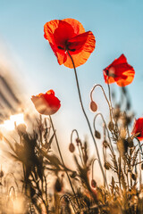Obraz premium Close-up and macro papaveraceae or poppy family red flowers in the field, beautiful background with bokeh tones
