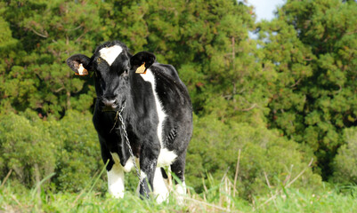  A grazing cow on São Miguel, Azores, reflects the island’s rich agricultural tradition, where lush pastures contribute to the production of high-quality dairy products and beef, making livestock farm