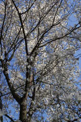 Photo of a tall flowering magnolia tree densely covered with white flowers against a blue sky	
