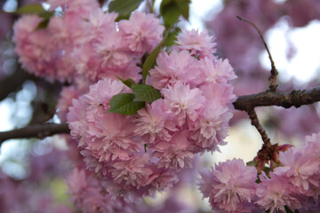 Close-up photo of the branch of light pink cherry tree (sakura) in full bloom against a blurred background. Soft focus.	