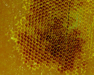 close up of honeycomb