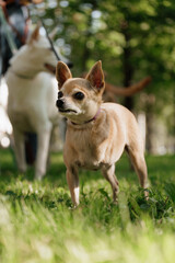 small dog with disability stands on green lawn, a pet without front paw. amputation of limbs, rehabilitation of pets, and care of a dog. happy animals with their owner in park, training 