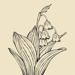 Hand-drawn Convallaria Majalis (Lily of the Valley) Line Art Illustration