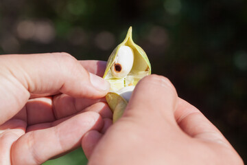 Weevil in beans. Beans infected with the weevil pest.