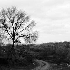 lonely tree in the fog