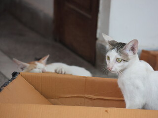 four month old orange stray kittens playing with boxes, plants, trees and having food and clean water.