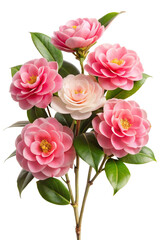 Fototapeta premium Pink Camellia Flower Bunch with Green Foliage in Full Bloom on PSD Transparent Background 2