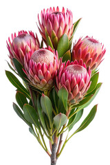 Fototapeta premium Vibrant Protea Flowers Arrangement Isolated on PSD Transparent Background 2