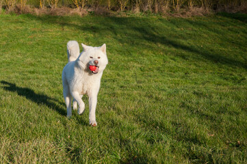 magnifique chien akita blanc, balle rouge dans sa gueule, en ext&eacute;rieur, dans un parc verdoyant arros&eacute; par le soleil printanier