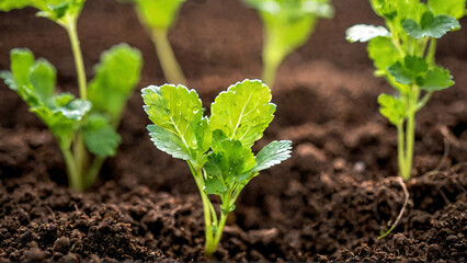 Obraz premium A Coriander Leaf's Fresh grow from soil