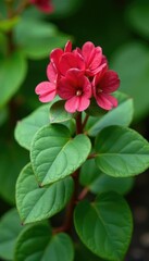 Thick fleshy heart-shaped leaves of Bergenia crassifolia plant in garden landscape, plant, nature, flowers