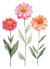 A trio of vibrant, colorful flowers with varying shades of pink and orange, each with lush green leaves.