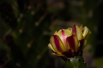 Blooming prickly pear cactus flower.